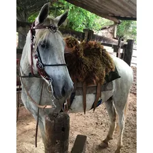 Kit Muladeiro Preto Redea Grossa De Algodão Cabeçada Argolas Foto mini  2