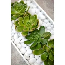Kit Pedras Ornamentais Decorativas Natural Vaso Jardim 500g Cor Branco Foto mini 3