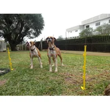 Kit Pet Cerca Elétrica Zebu Cerca Elétrica Pequenos Animais 110V/220V Foto mini 2