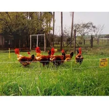 Kit Pet Cerca Elétrica Zebu Cerca Elétrica Pequenos Animais 110V/220V Foto mini 4