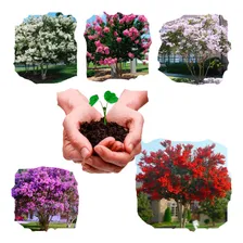 Kit Sementes Resedá Anã Mix Para Mudas Bonsai Ou Calçadas! Foto  mini 1