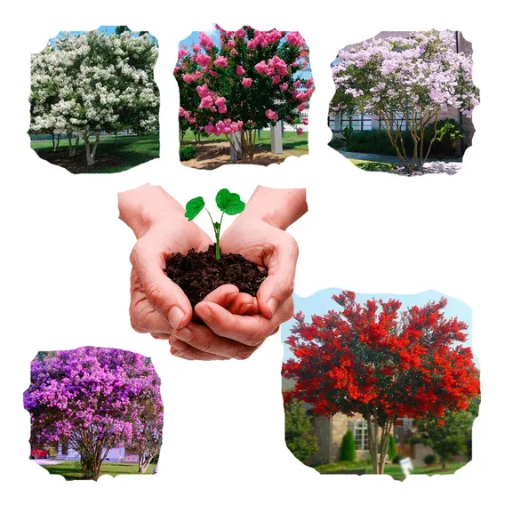 Kit Sementes Resedá Anã Mix Para Mudas Bonsai Ou Calçadas! Foto 1