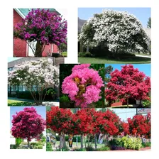 Kit Sementes Resedá Anã Mix Para Mudas Bonsai Ou Calçadas! Foto mini  2