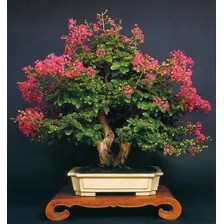 Kit Sementes Resedá Anã Mix Para Mudas Bonsai Ou Calçadas! Foto mini 4