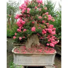 Kit Sementes Resedá Anã Mix Para Mudas Bonsai Ou Calçadas! Foto mini  3