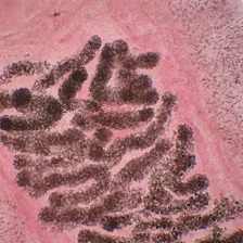 Lâminas Para Microscópio Preparadas De Parasitologia 30peças Foto  mini 1
