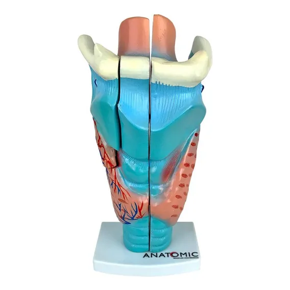 Laringe Ampliada Em 3 Partes, Anatomia Foto 1