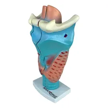 Laringe Ampliada Em 3 Partes, Anatomia Foto mini 4