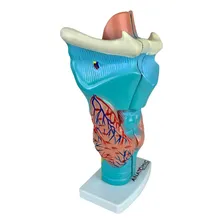 Laringe Ampliada Em 3 Partes, Anatomia Foto mini  3