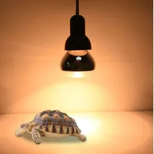 Lâmpada 250w Secagem Aquecimento Alimentos Réptil 220v Foto mini 2