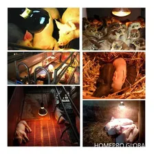 Lâmpada 250w Secagem Aquecimento Alimentos Réptil 220v Foto mini 3
