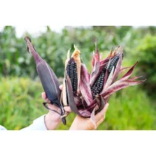 Maiz Morado Roxo 1 Kilo Milho Peruano Fazer Suco Y Semente Foto mini 3