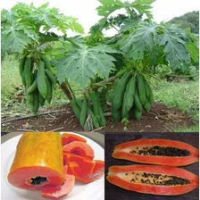 Mamão Anão Para Vasos - Fruta - Frutas Sementes Para Mudas Foto mini 2