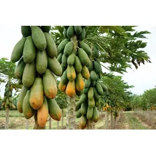 Mamão Anão Para Vasos - Fruta - Frutas Sementes Para Mudas Foto mini 1