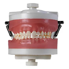 Manequim De Odontopediatria Pd114 - Pronew Foto mini 1