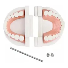 Manequim Modelo Dentes Molde Dentário Dental Boca Foto mini 4
