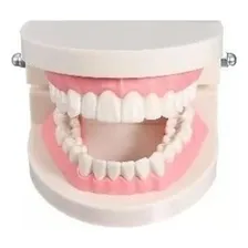 Manequim Modelo Dentes Molde Dentário Dental Boca Foto mini 2