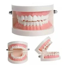 Manequim Modelo Dentes Molde Dentário Dental Boca Foto mini 1