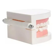 Manequim Modelo Dentes Molde Dentário Dental Boca Foto mini 3