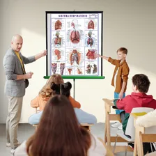 Mapa Corpo Humano Sistema Respiratorio 120x90 Foto mini 4