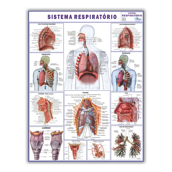 Mapa Corpo Humano Sistema Respiratorio 120x90 Foto 1