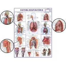 Mapa Corpo Humano Sistema Respiratorio 120x90 Foto mini 3