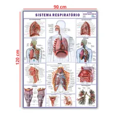 Mapa Corpo Humano Sistema Respiratorio 120x90 Foto mini 2