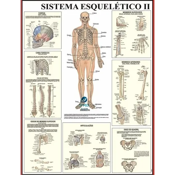 Mapa Do Corpo Humano Sistema Esqueleto Ii 120cm Foto 1