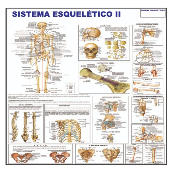 Mapa Do Corpo Humano Sistema Esqueleto Ii 120x90cm Foto 1