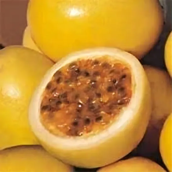 Maracujá Redondo Amarelo 2g = 100 Sementes Aproximadamente Foto 1