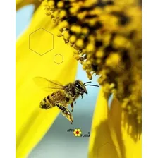 Mel Com Pr贸polis E Guaco Apiguaco Apis Flora Spray 30ml Foto mini 3