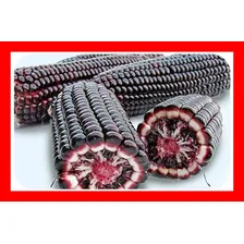Milho Roxo Peruano - Sementes Para Mudas Foto mini 2