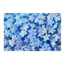 Mios贸tis Alpestris Azul - 150mg +- 250 Sementes Plantio Foto mini 1