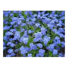 Mios贸tis Alpestris Azul - 150mg +- 250 Sementes Plantio Foto mini 3