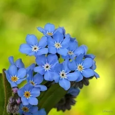 Mios贸tis Alpestris Azul - 150mg +- 250 Sementes Plantio Foto mini 4