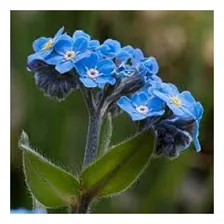 Mios贸tis Alpestris Azul - 150mg +- 250 Sementes Plantio Foto mini 2