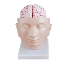 Modelo Anatômico 4d-anatomy Cérebro Desmontável Foto mini 1