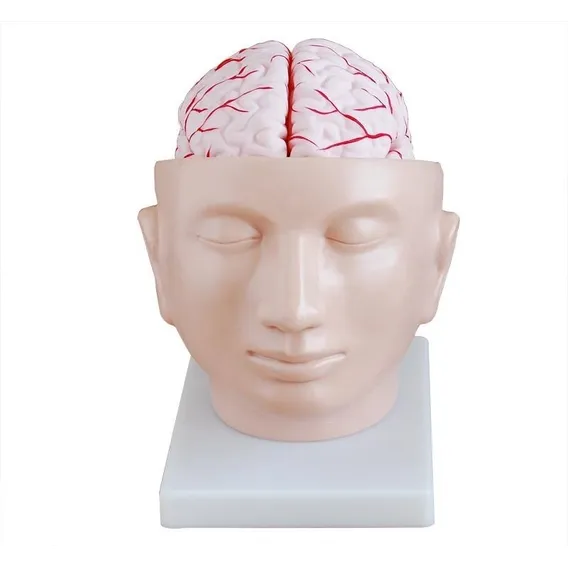 Modelo Anatômico 4d-anatomy Cérebro Desmontável Foto 1