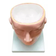 Modelo Anatômico 4d-anatomy Cérebro Desmontável Foto mini 3