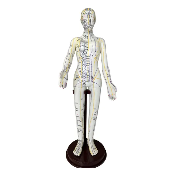Modelo anat么mico de corpo humano humano QIZHOU Humano Foto 1