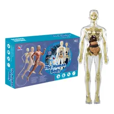 Modelo Anat么mico Montar Torso Corpo Humano Esqueleto 3d Luxo Foto mini 1