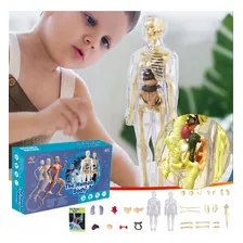 Modelo Anat么mico Montar Torso Corpo Humano Esqueleto 3d Luxo Foto mini 2