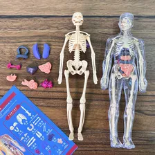 Modelo Anat么mico Montar Torso Corpo Humano Esqueleto 3d Luxo Foto mini 4