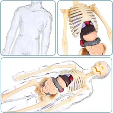 Modelo Anat么mico Montar Torso Corpo Humano Esqueleto 3d Luxo Foto mini 3