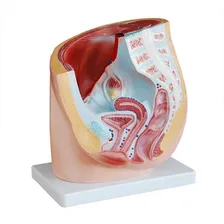Modelo Da Secção Da Pelvis Humana - Feminina Foto mini 1
