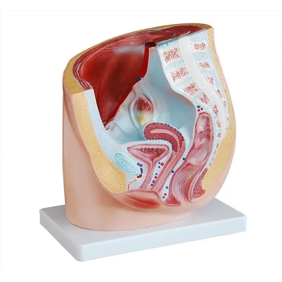 Modelo Da Secção Da Pelvis Humana - Feminina Foto 1