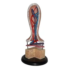 Modelo De Anatomía Docente Rrgj, Modelo Intestinal Humano, Modelo Capilar, Anatomía Linfática, Anatomía Intestinal, Anatomía De Las Vellosidades, Modelo Anatómico Foto mini 1