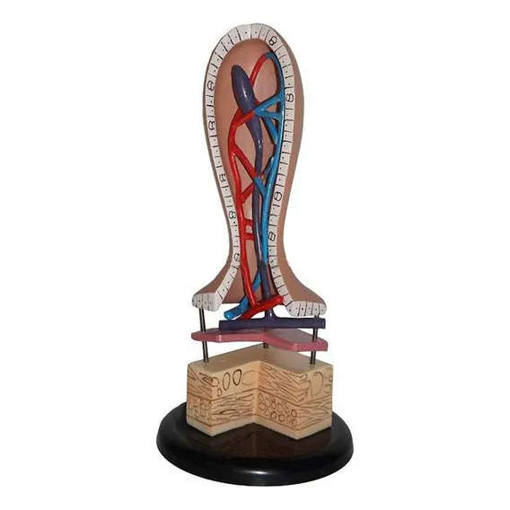 Modelo De Anatomía Docente Rrgj, Modelo Intestinal Humano, Modelo Capilar, Anatomía Linfática, Anatomía Intestinal, Anatomía De Las Vellosidades, Modelo Anatómico Foto 1