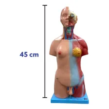 Modelo De Torso Assexuado 45 Cm Em 25 Partes Foto mini 3