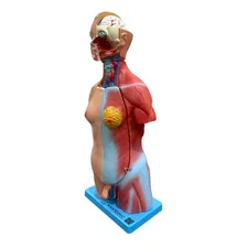 Modelo De Torso Assexuado 45 Cm Em 25 Partes Foto mini 1